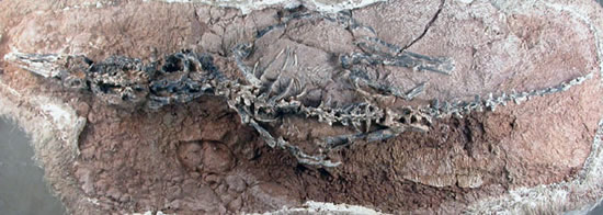 Haplocheirus Sollers
