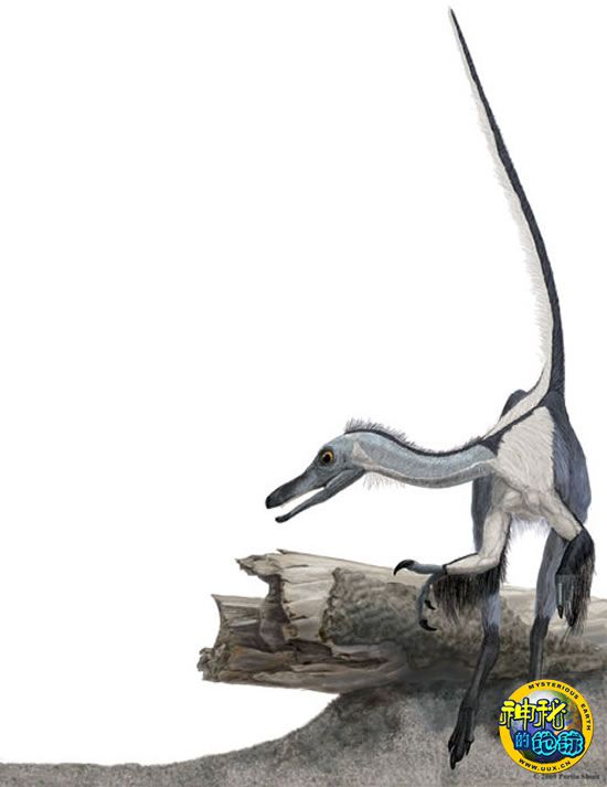 Haplocheirus Sollers