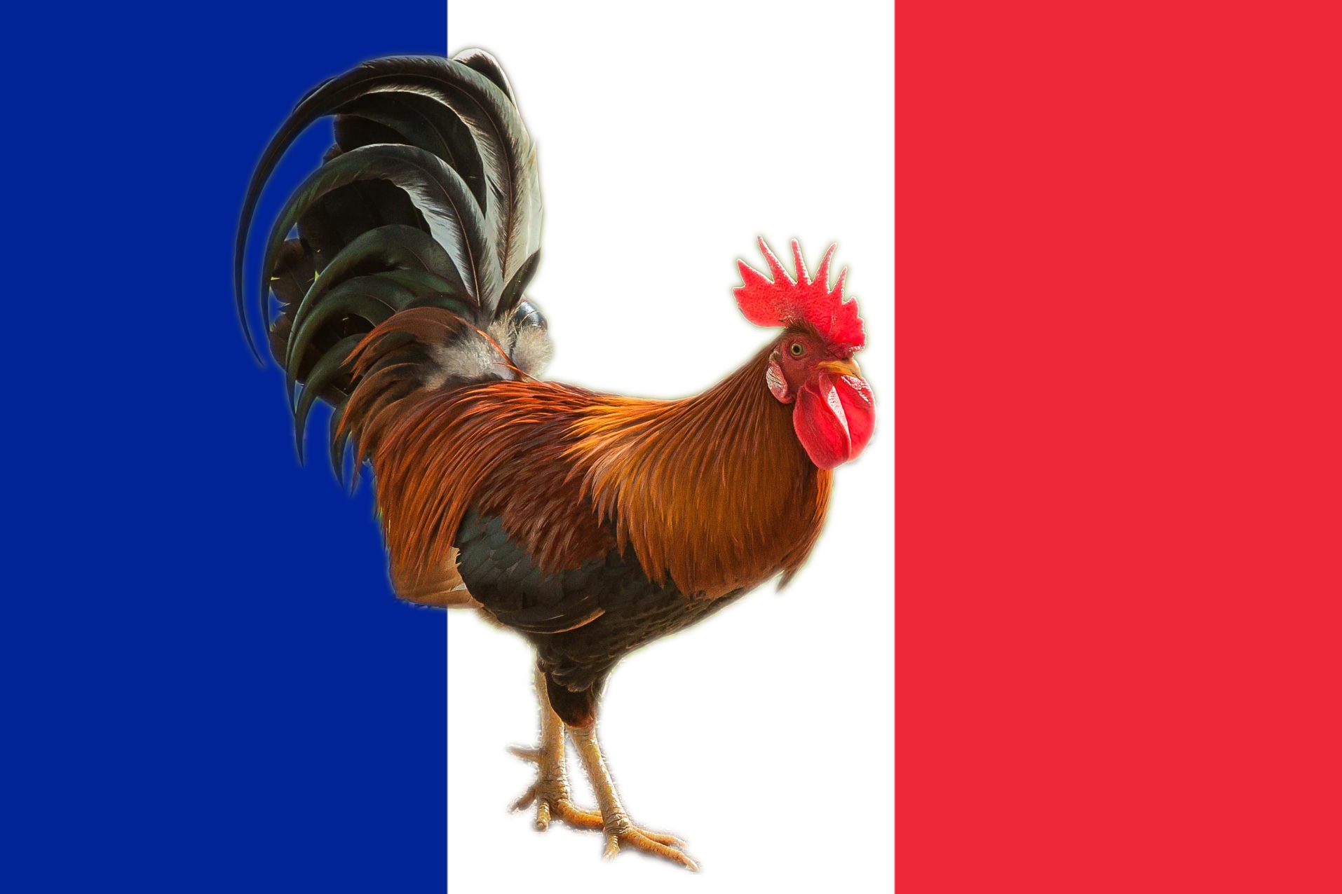 Que chante le coq gaulois